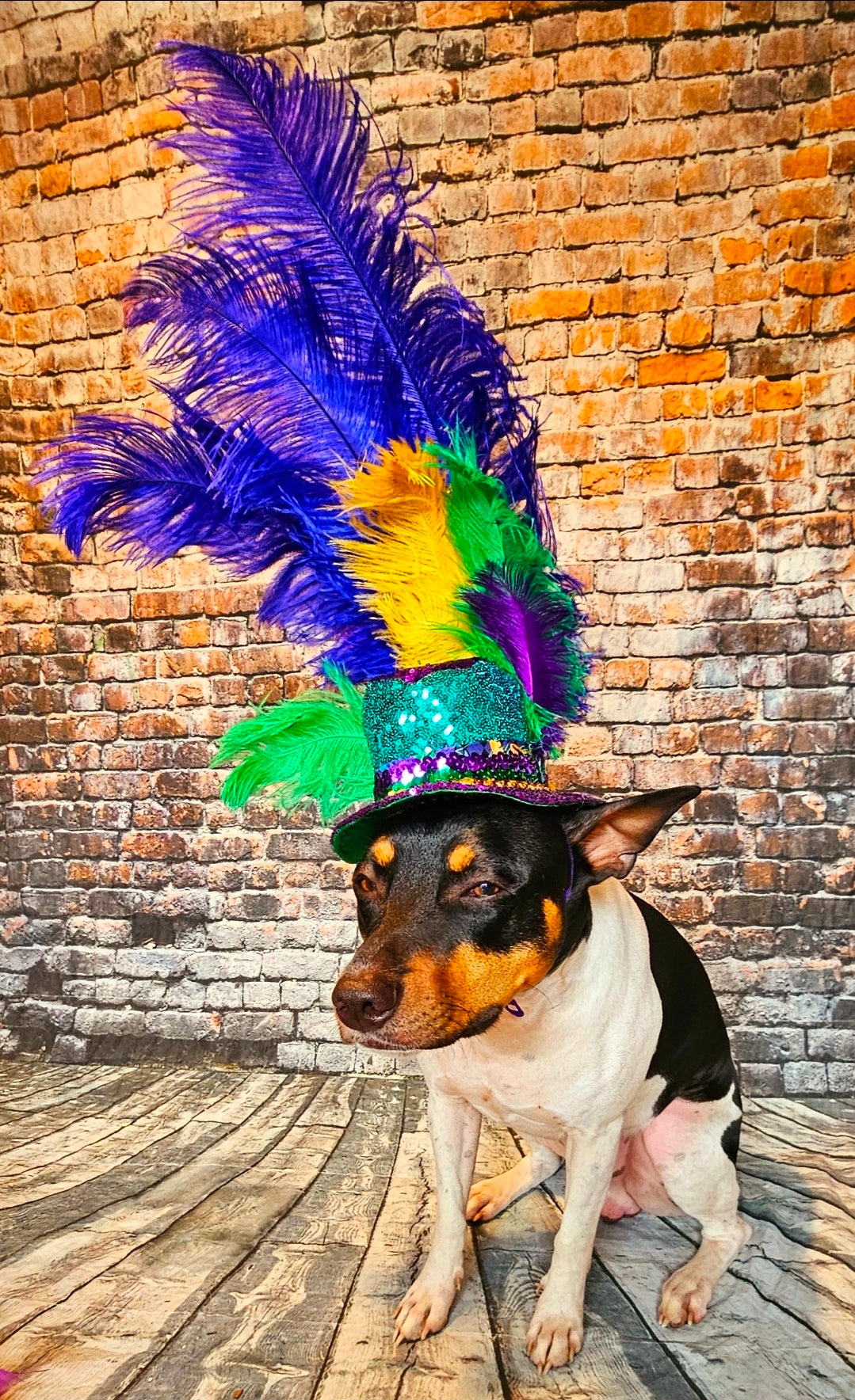 Mardi Gras Sequin feather pet hat, Fat Tuesday sequin pet hat, Feather Pet top hat