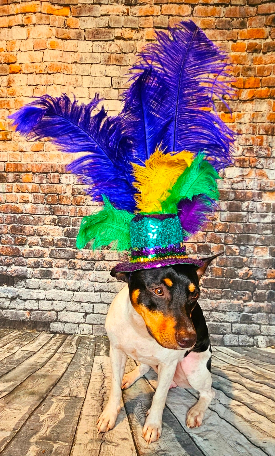 Mardi Gras Sequin feather pet hat, Fat Tuesday sequin pet hat, Feather Pet top hat