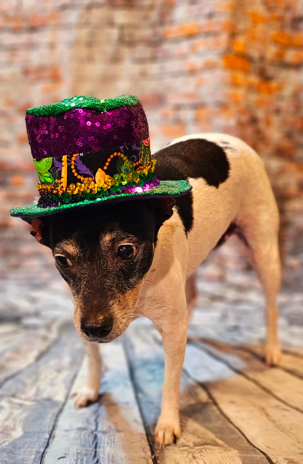Mardi Gras Sequin pet hat, Fat Tuesday sequin pet hat, Feather Pet top hat