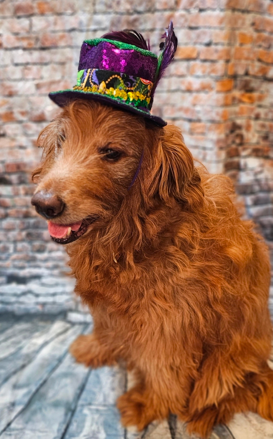 Mardi Gras Sequin pet hat, Fat Tuesday sequin pet hat, Feather Pet top hat