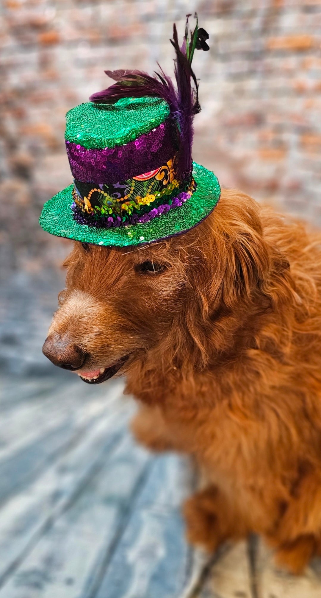 Mardi Gras Sequin pet hat, Fat Tuesday sequin pet hat, Feather Pet top hat