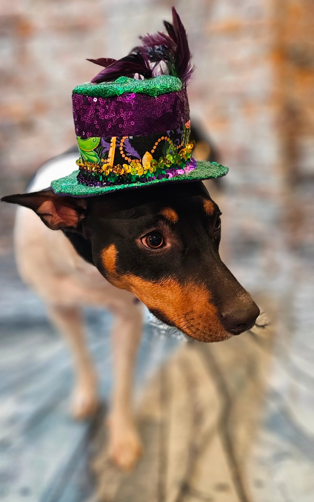 Mardi Gras Sequin pet hat, Fat Tuesday sequin pet hat, Feather Pet top hat