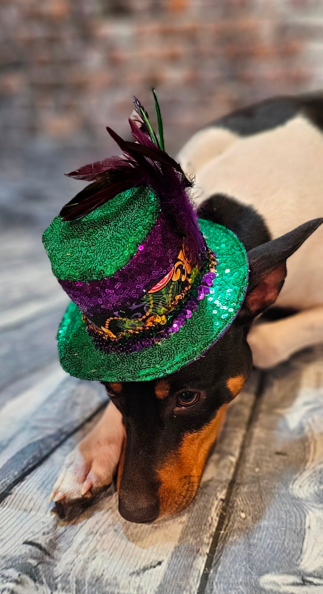 Mardi Gras Sequin pet hat, Fat Tuesday sequin pet hat, Feather Pet top hat