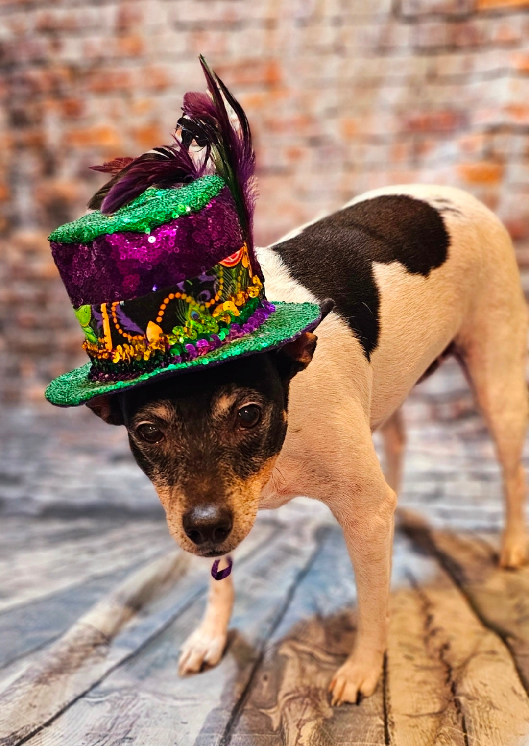 Mardi Gras Sequin pet hat, Fat Tuesday sequin pet hat, Feather Pet top hat