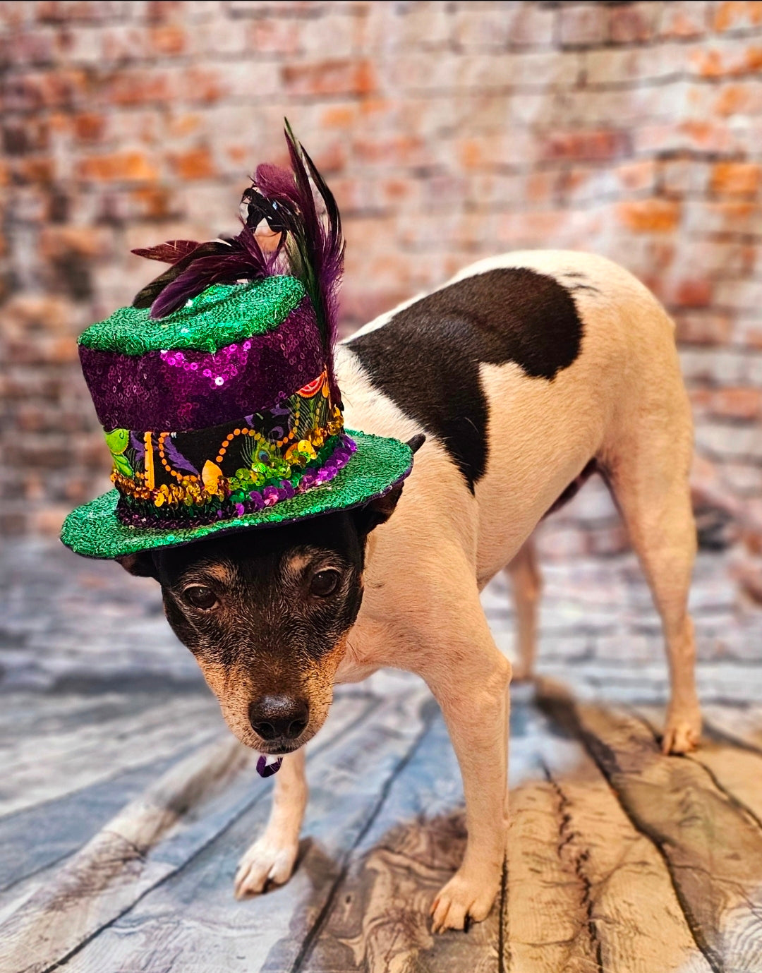 Mardi Gras Sequin pet hat, Fat Tuesday sequin pet hat, Feather Pet top hat