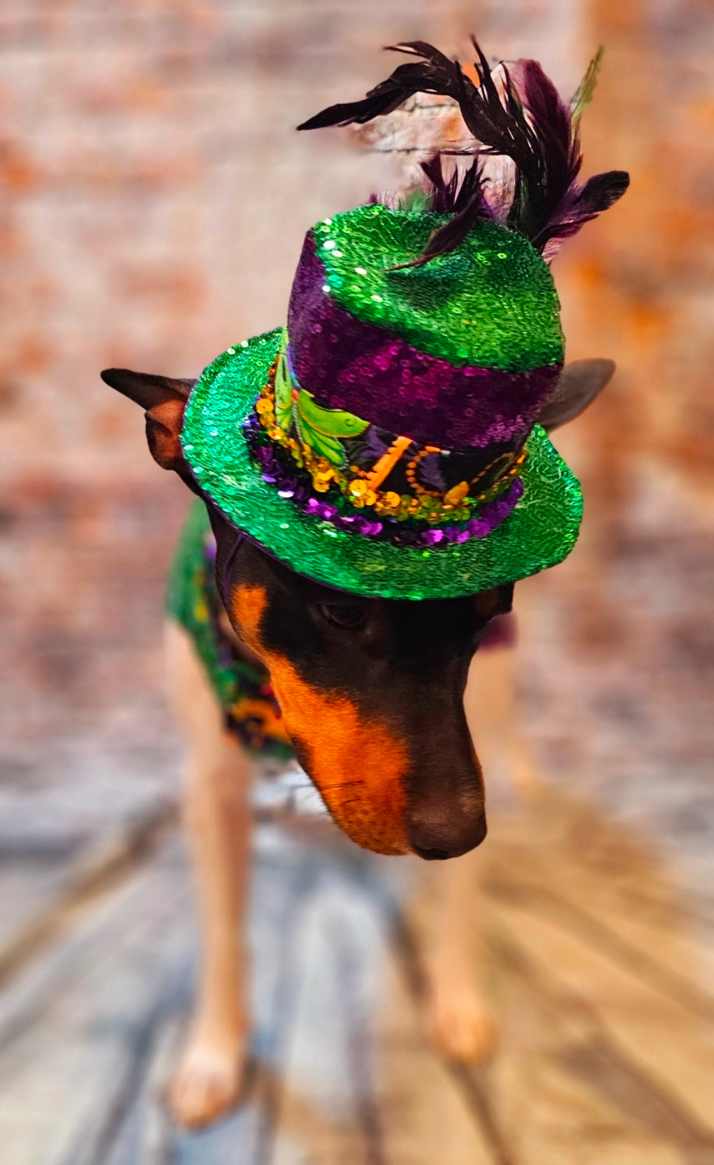 Mardi Gras Sequin pet hat, Fat Tuesday sequin pet hat, Feather Pet top hat