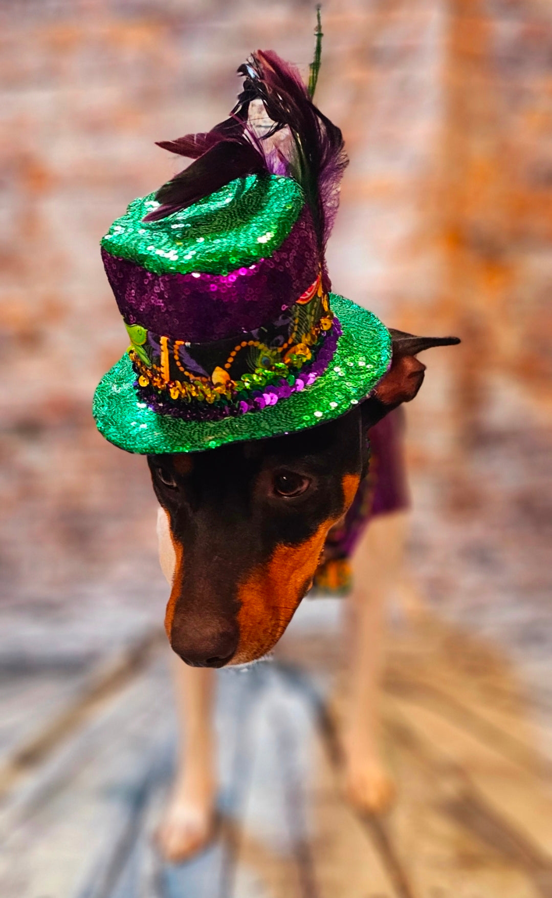 Mardi Gras Sequin pet hat, Fat Tuesday sequin pet hat, Feather Pet top hat