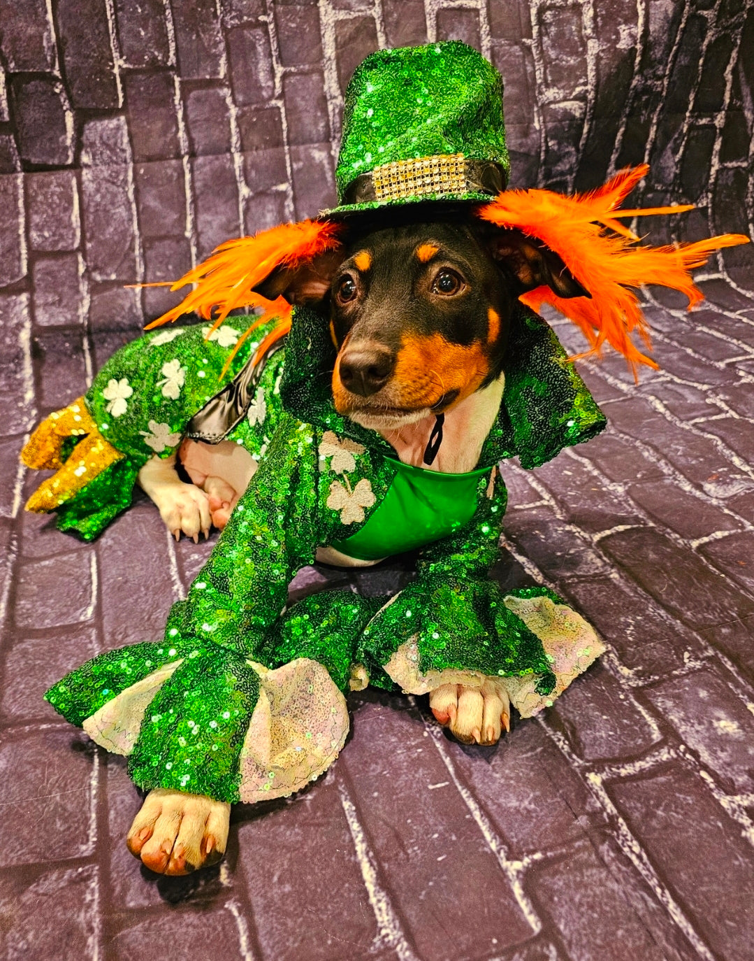 Leprechaun pet costume, Leprechaun dog costume, St. Patty's pet costume, sequin pet costume, Irish pet costume, St Patrick's Day pet costume