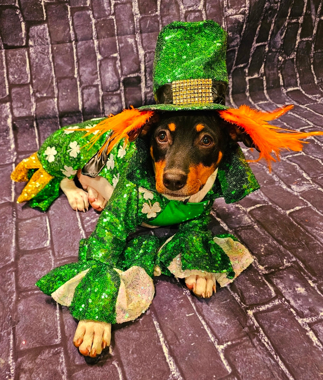Leprechaun pet costume, Leprechaun dog costume, St. Patty's pet costume, sequin pet costume, Irish pet costume, St Patrick's Day pet costume