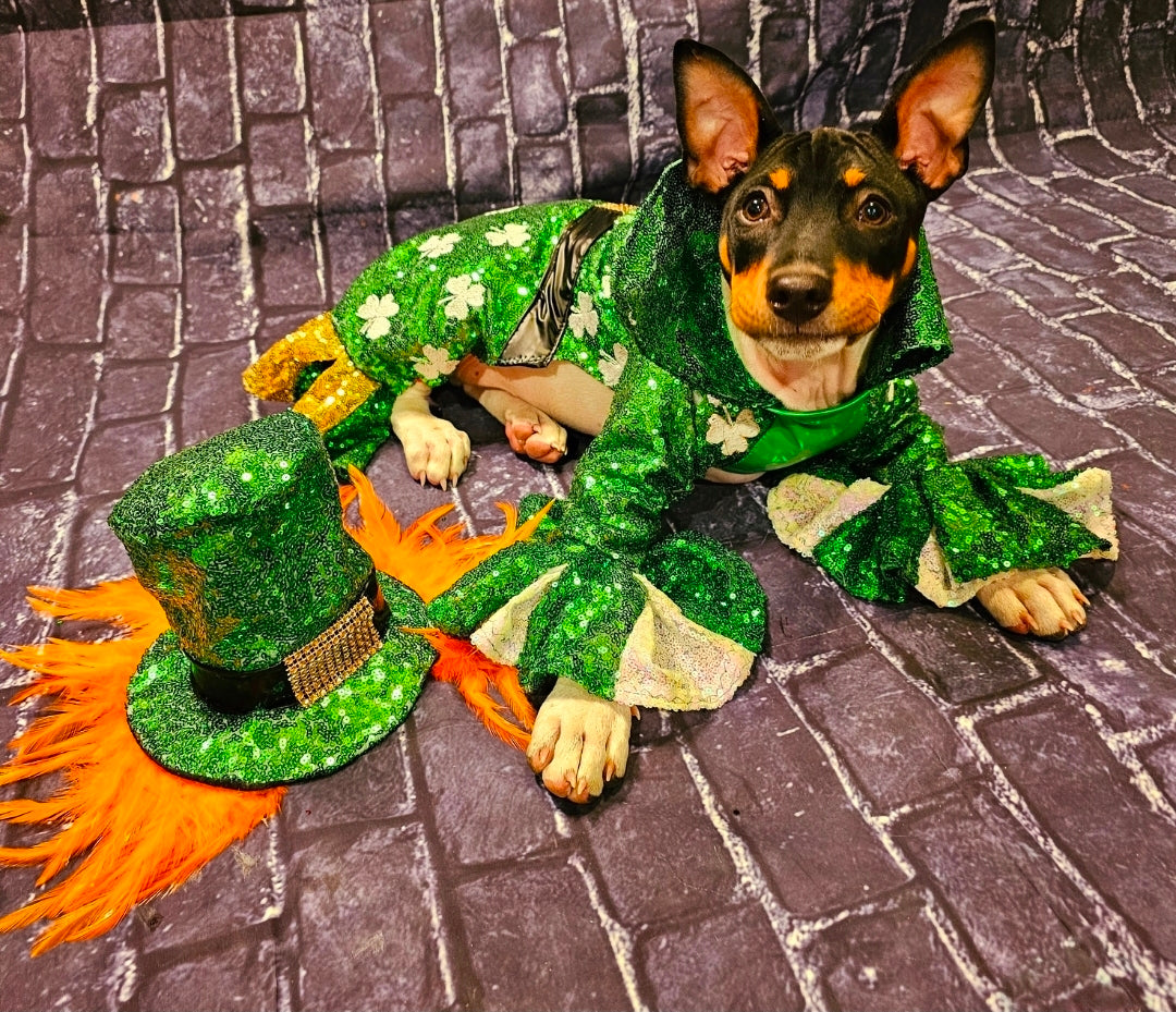 Leprechaun pet costume, Leprechaun dog costume, St. Patty's pet costume, sequin pet costume, Irish pet costume, St Patrick's Day pet costume