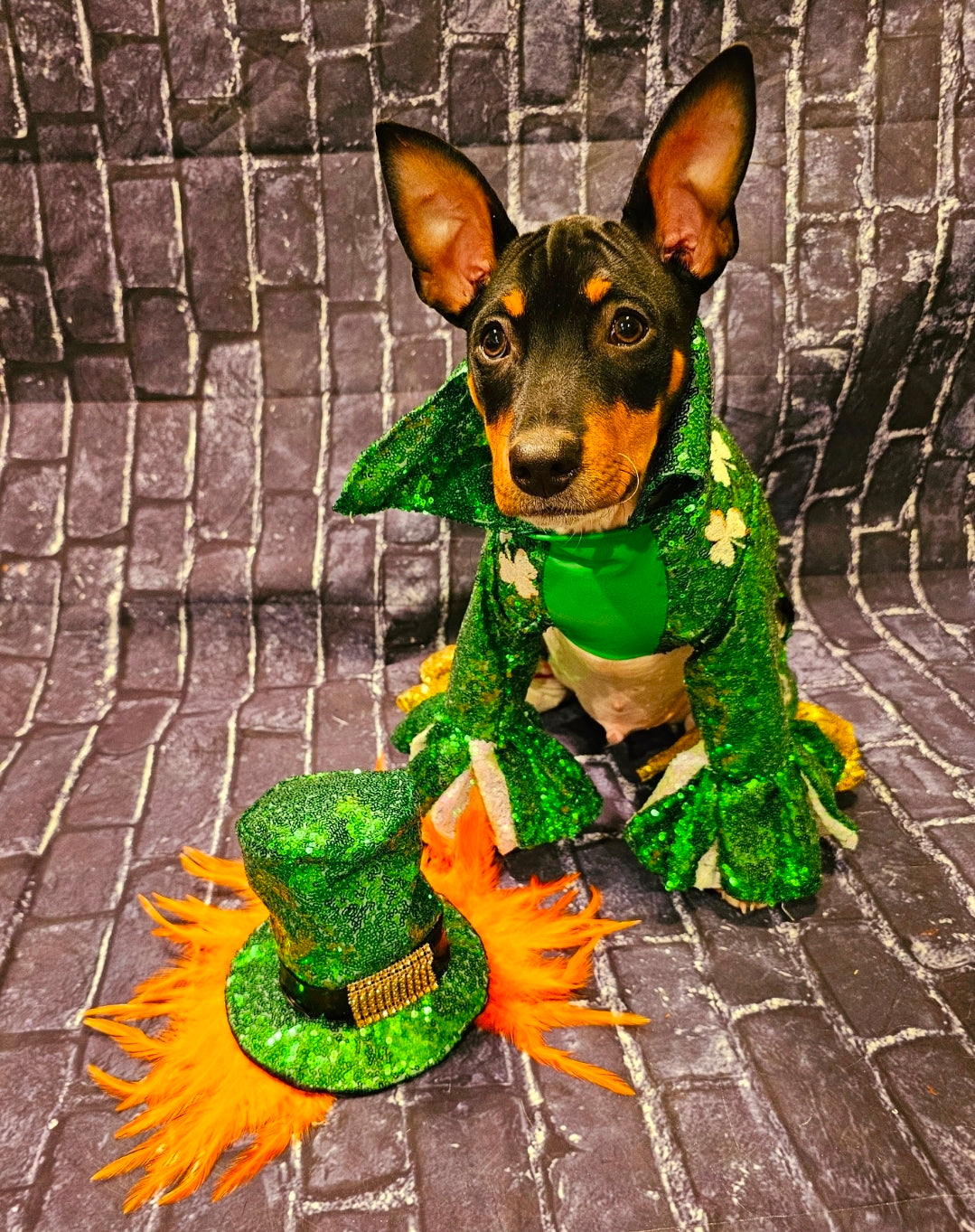 Leprechaun pet costume, Leprechaun dog costume, St. Patty's pet costume, sequin pet costume, Irish pet costume, St Patrick's Day pet costume