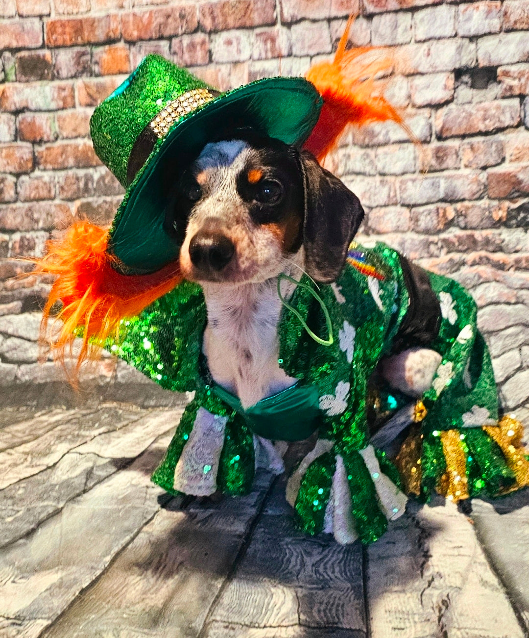 Leprechaun pet costume, Leprechaun dog costume, St. Patty's pet costume, sequin pet costume, Irish pet costume, St Patrick's Day pet costume