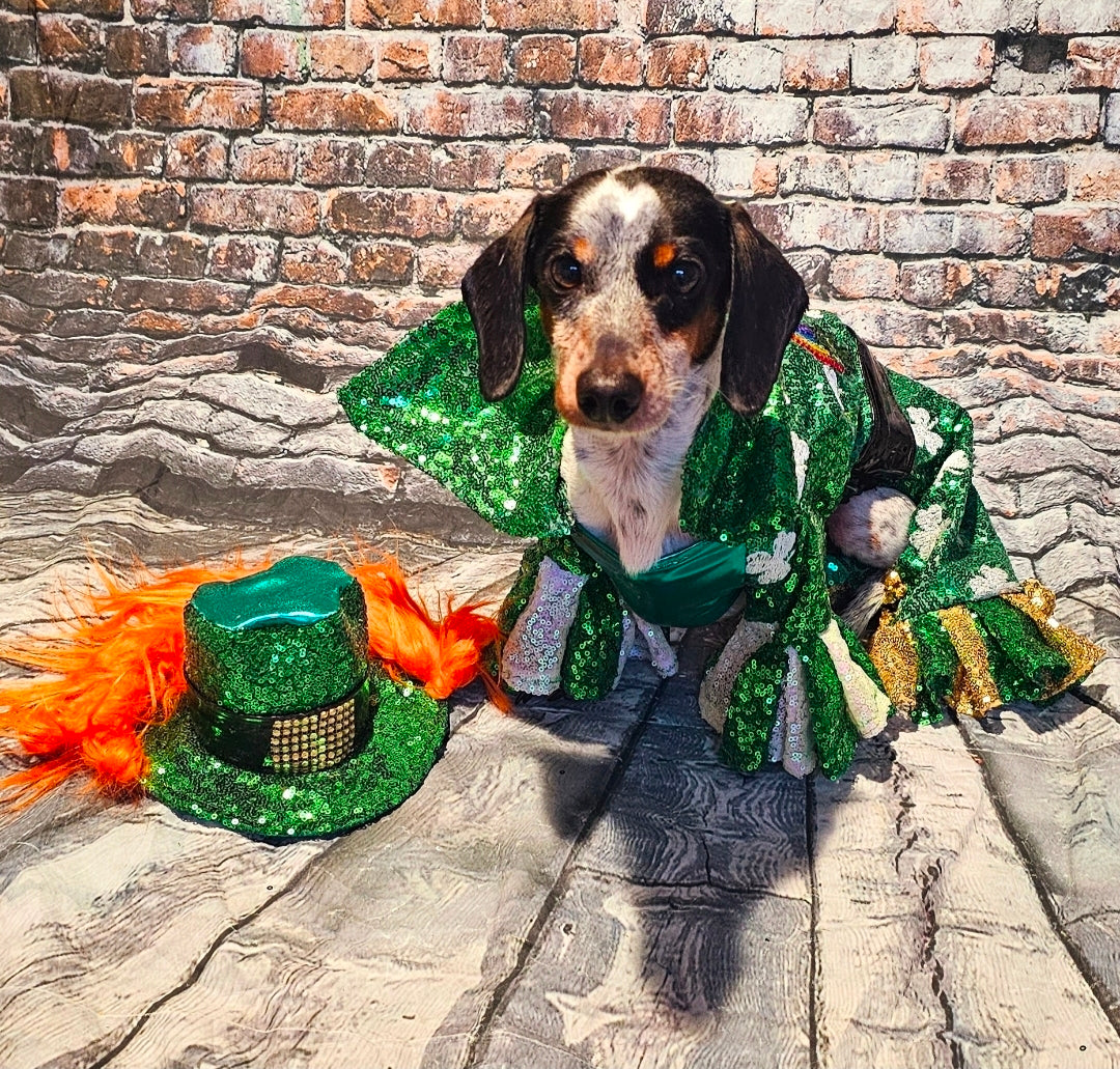 Leprechaun pet costume, Leprechaun dog costume, St. Patty's pet costume, sequin pet costume, Irish pet costume, St Patrick's Day pet costume