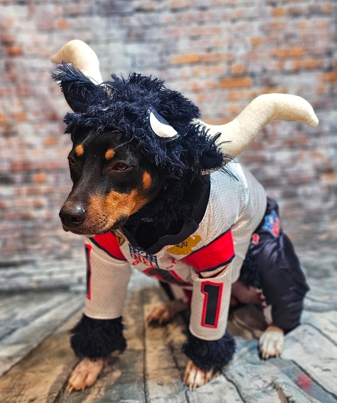Toro The Texan Mascot pet costume, Toro dog costume, Texan pet fooball costume, Bull pet costume