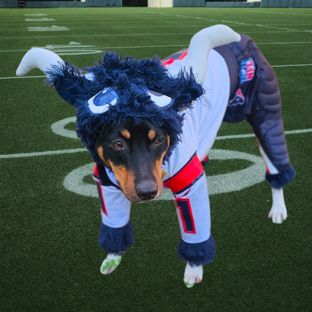 Toro The Texan Mascot pet costume, Toro dog costume, Texan pet fooball costume, Bull pet costume