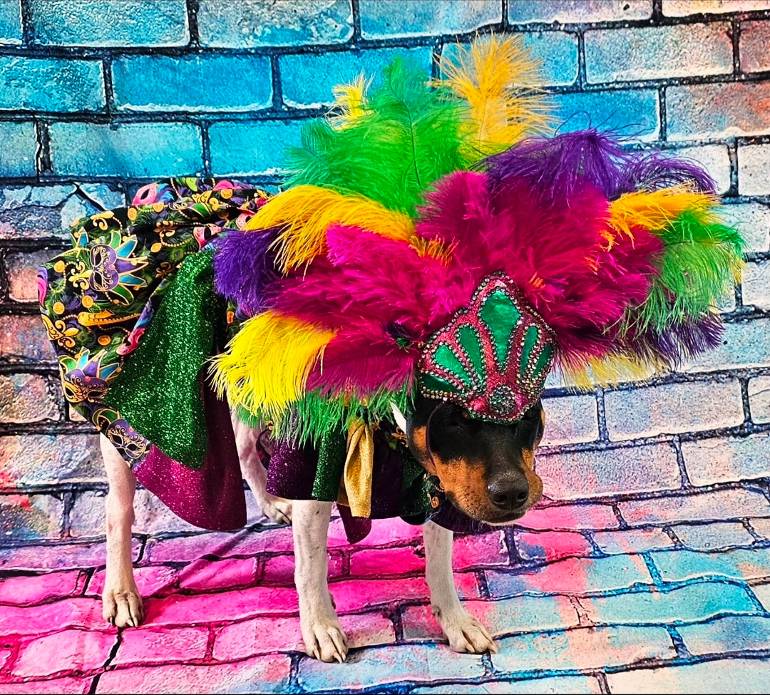 Mardi Gras Pet Dress, Mardi Gras Pet Costume, Mardi gras dog dress and mask