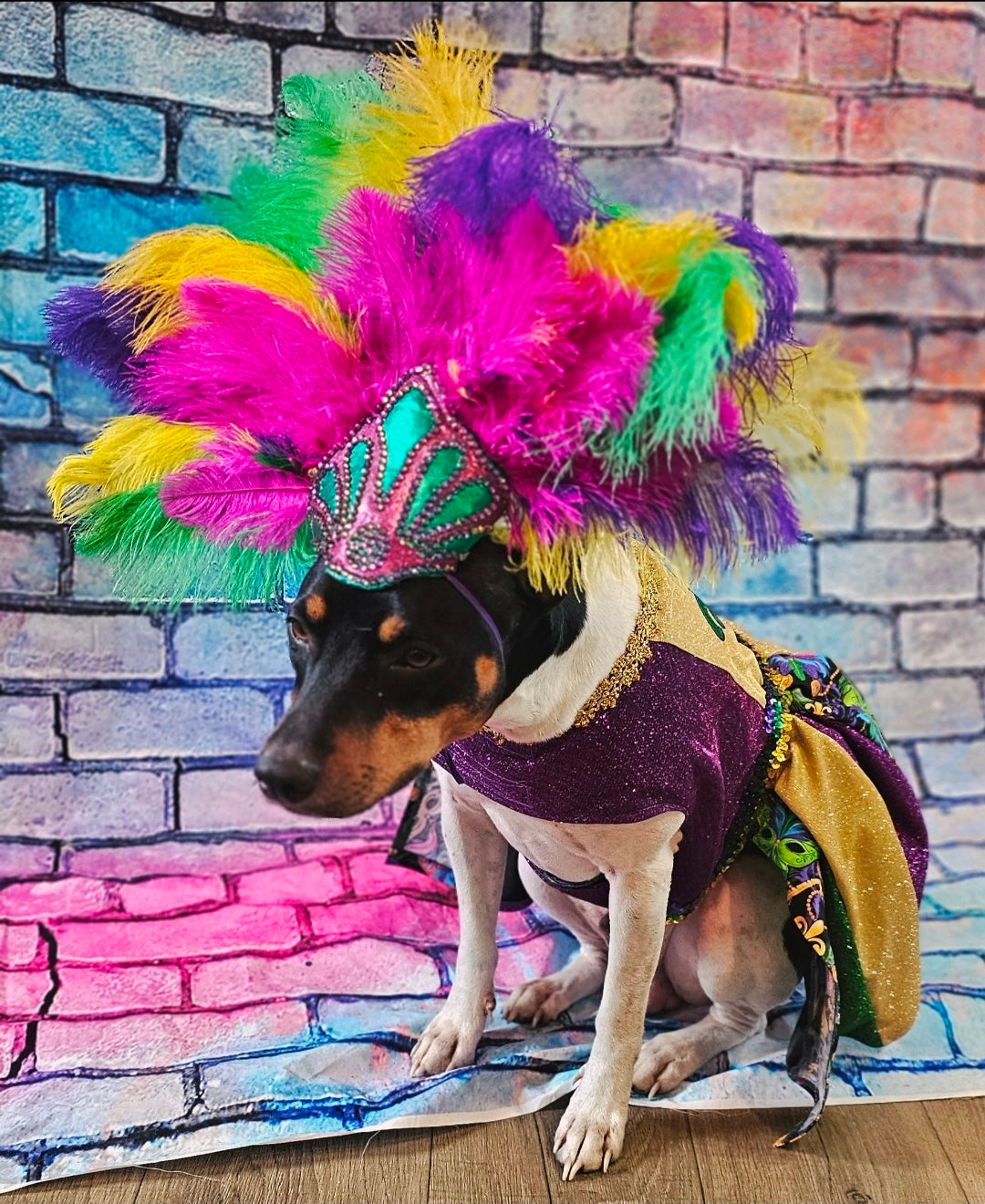 Fleur De Lis pet dress, Glitter embroidered Mardi Gras Pet Dress, Mardi Gras Pet Costume