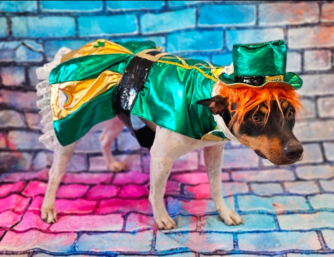 Leprechaun St. Patrick's Day pet costume