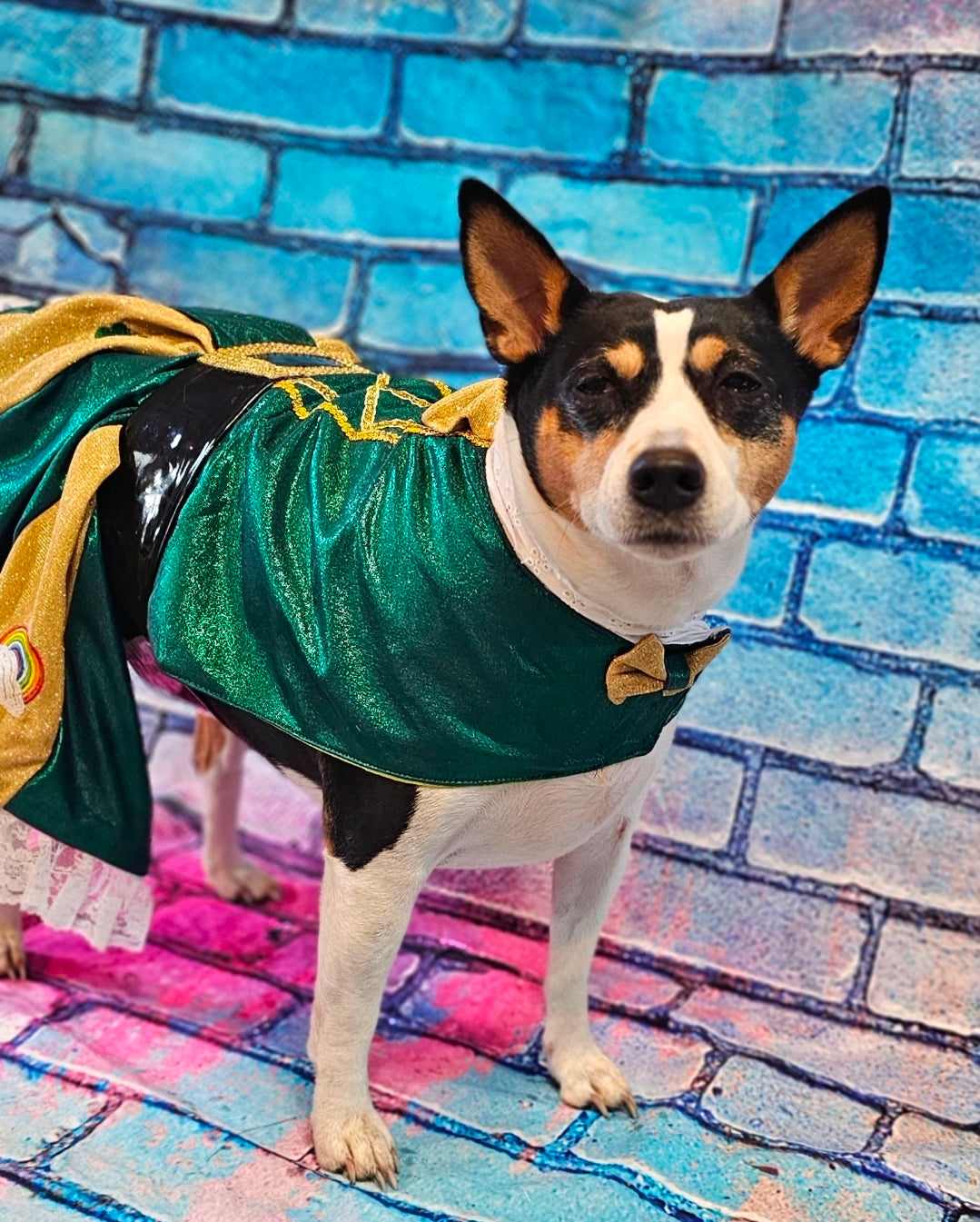 Leprechaun St. Patrick's Day pet costume, Leprechaun pet dress