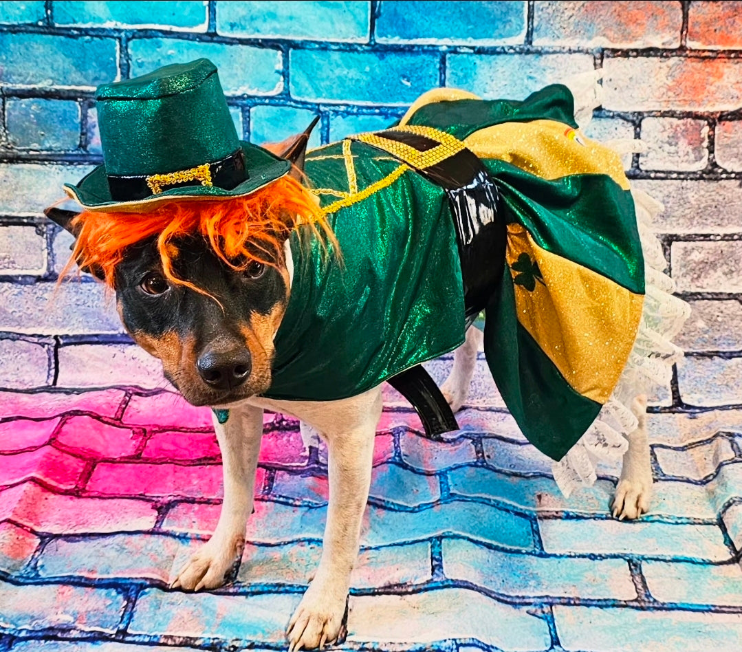 Leprechaun St. Patrick's Day pet costume, Leprechaun pet dress