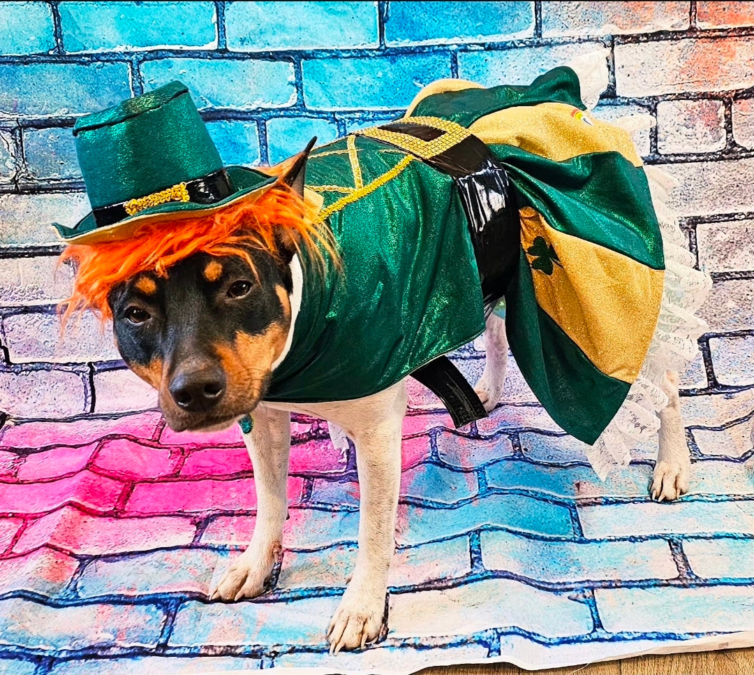 Leprechaun St. Patrick's Day pet costume, Leprechaun pet dress