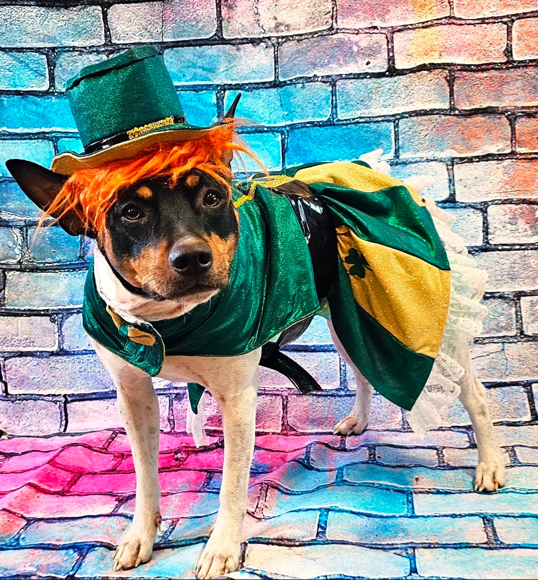 Leprechaun St. Patrick's Day pet costume, Leprechaun pet dress