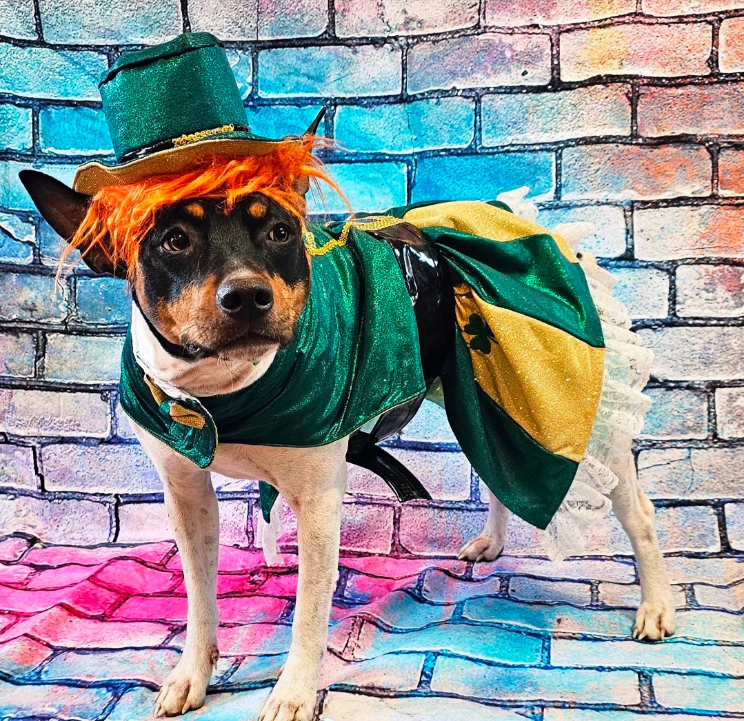 Leprechaun St. Patrick's Day pet costume, Leprechaun pet dress
