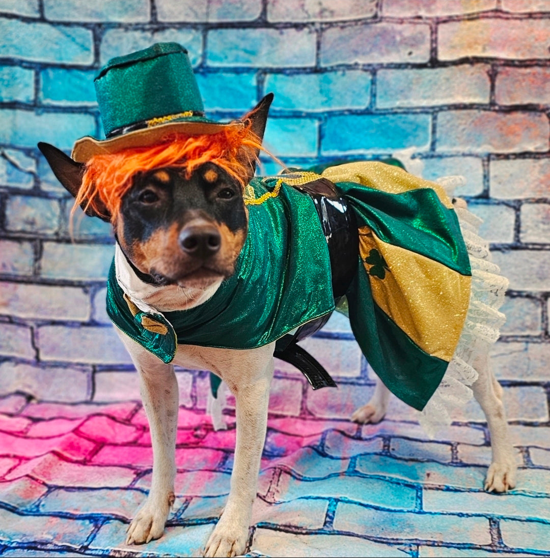 Leprechaun St. Patrick's Day pet costume, Leprechaun pet dress