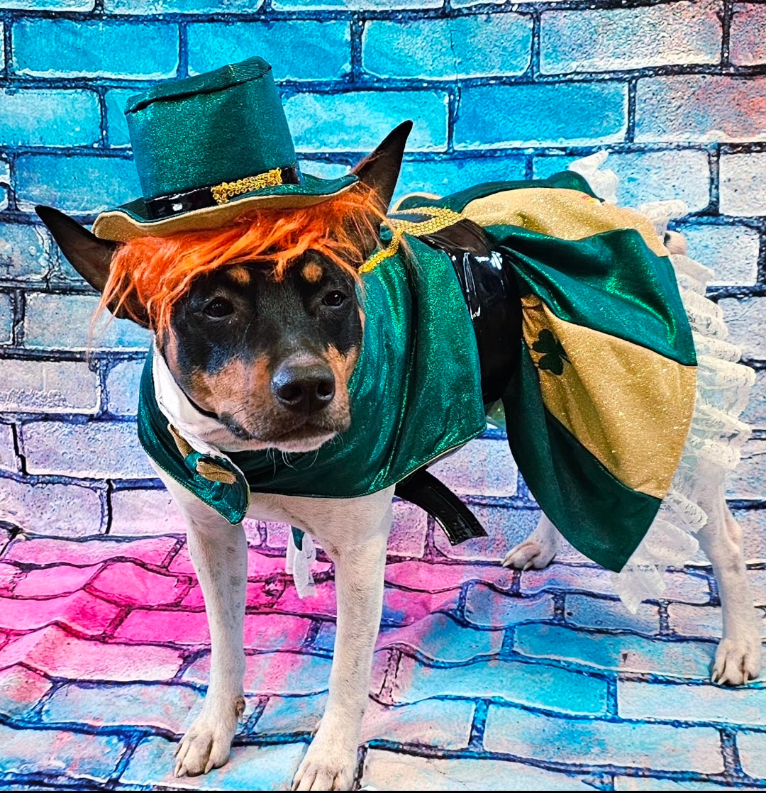 Leprechaun St. Patrick's Day pet costume, Leprechaun pet dress