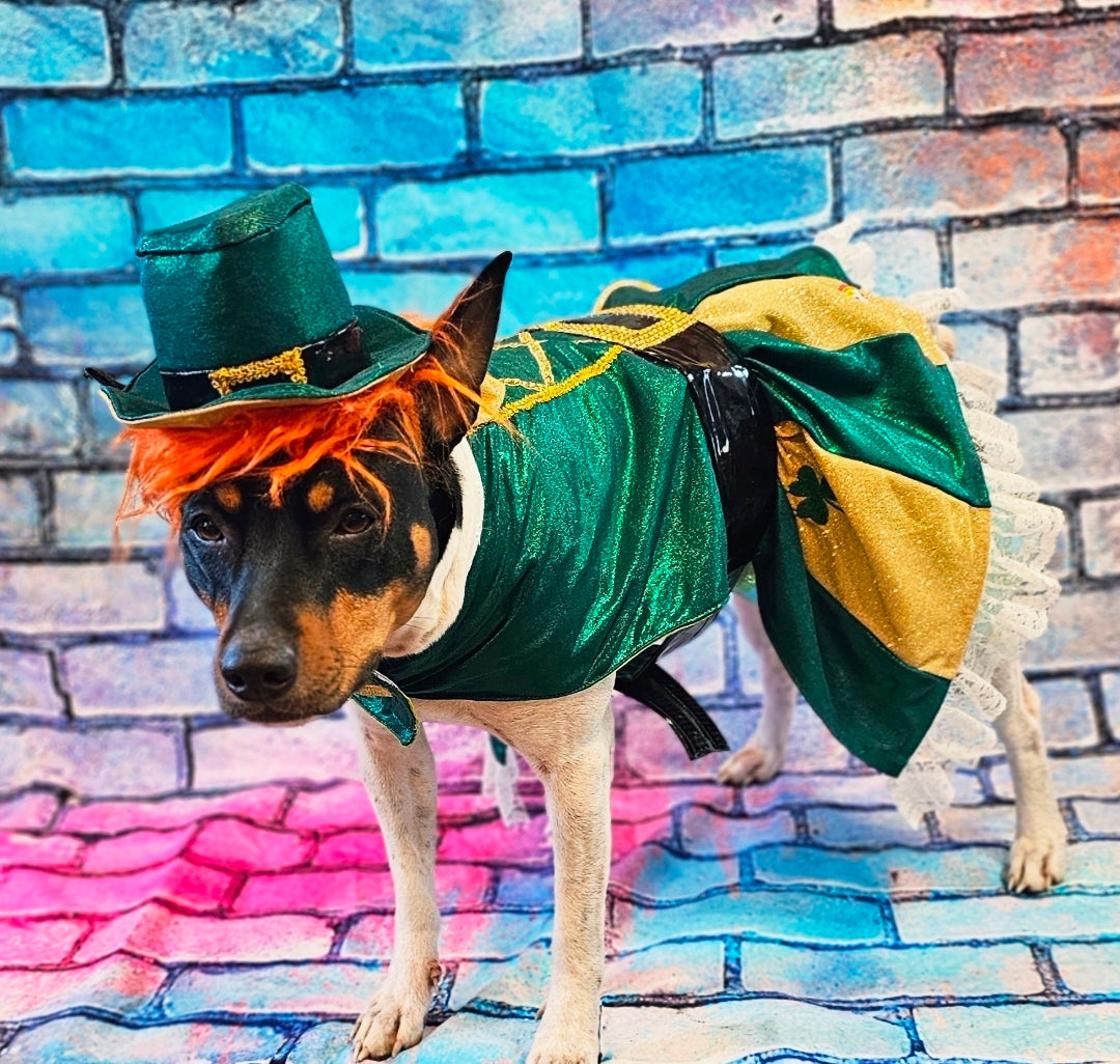 Leprechaun St. Patrick's Day pet costume, Leprechaun pet dress