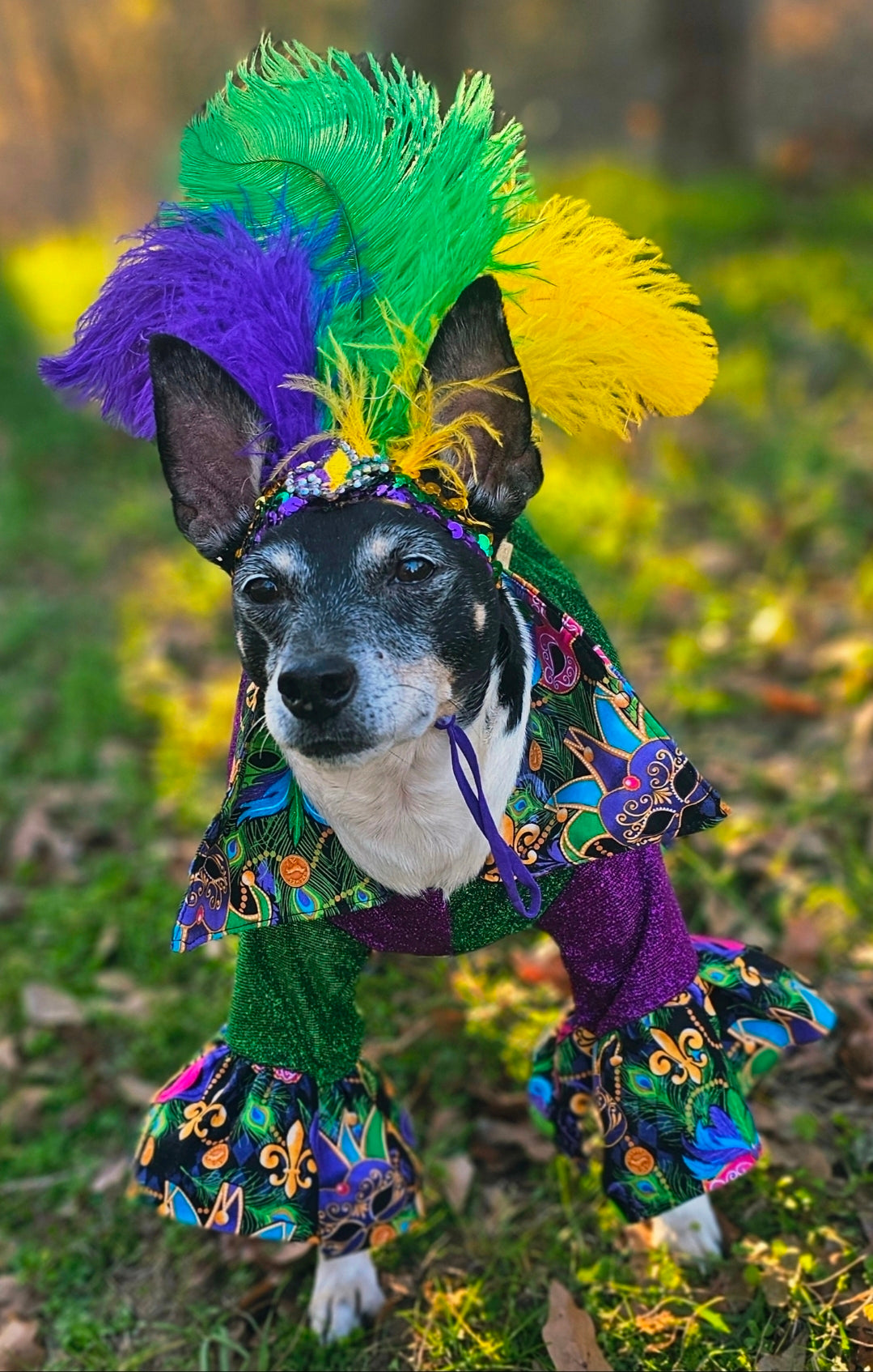 Mardi Gras pet suit, glitter Mardi Gras pet costume, Fleur De Lis pet costume