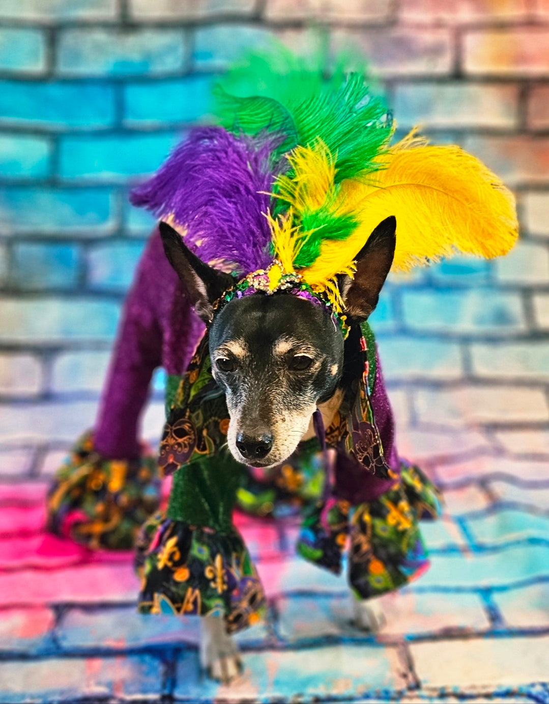Mardi Gras pet suit, glitter Mardi Gras pet costume, Fleur De Lis pet costume