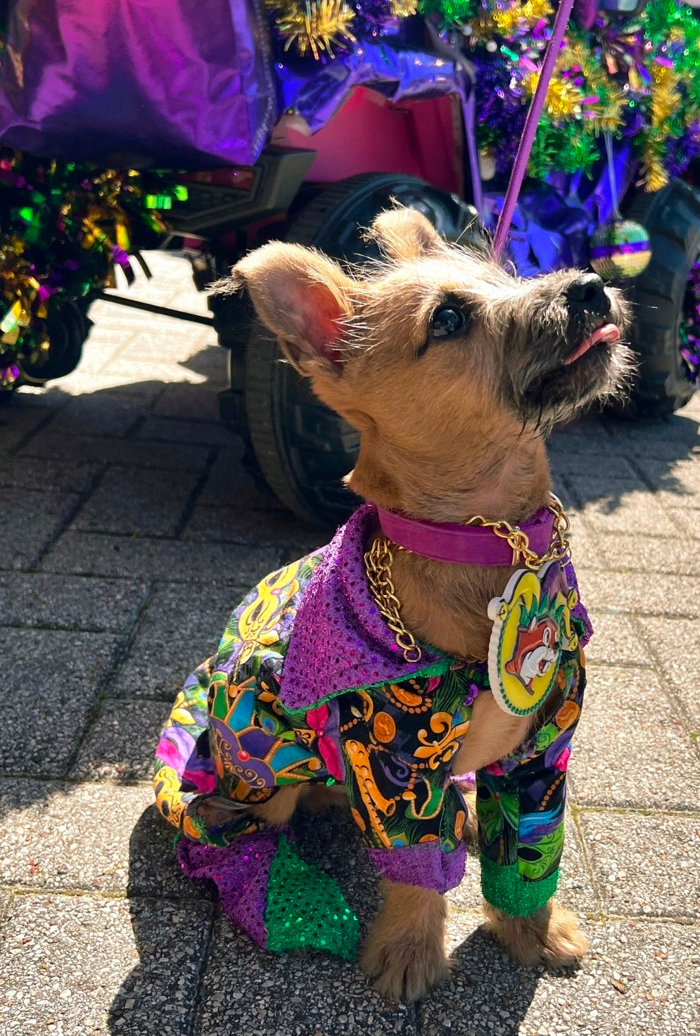 Mardi Gras Pet body suit, Mardi Gras sequin pet body suit, Mardi Gras Pet costume