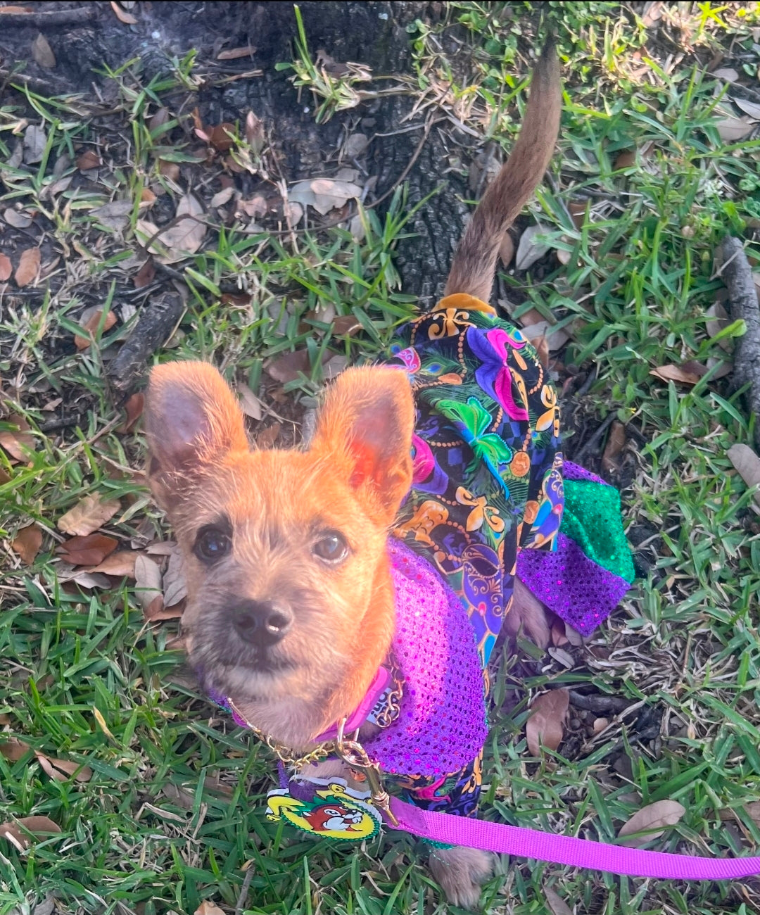 Mardi Gras Pet body suit, Mardi Gras sequin pet body suit, Mardi Gras Pet costume
