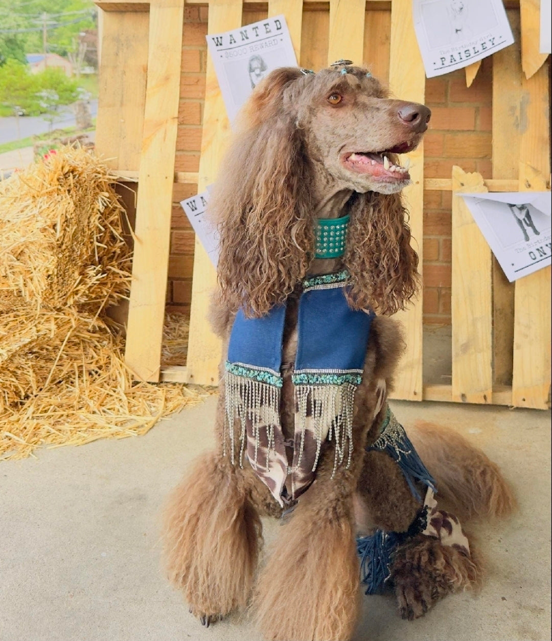 Western pet costume, chaps for pets, vest and chaps pet costume
