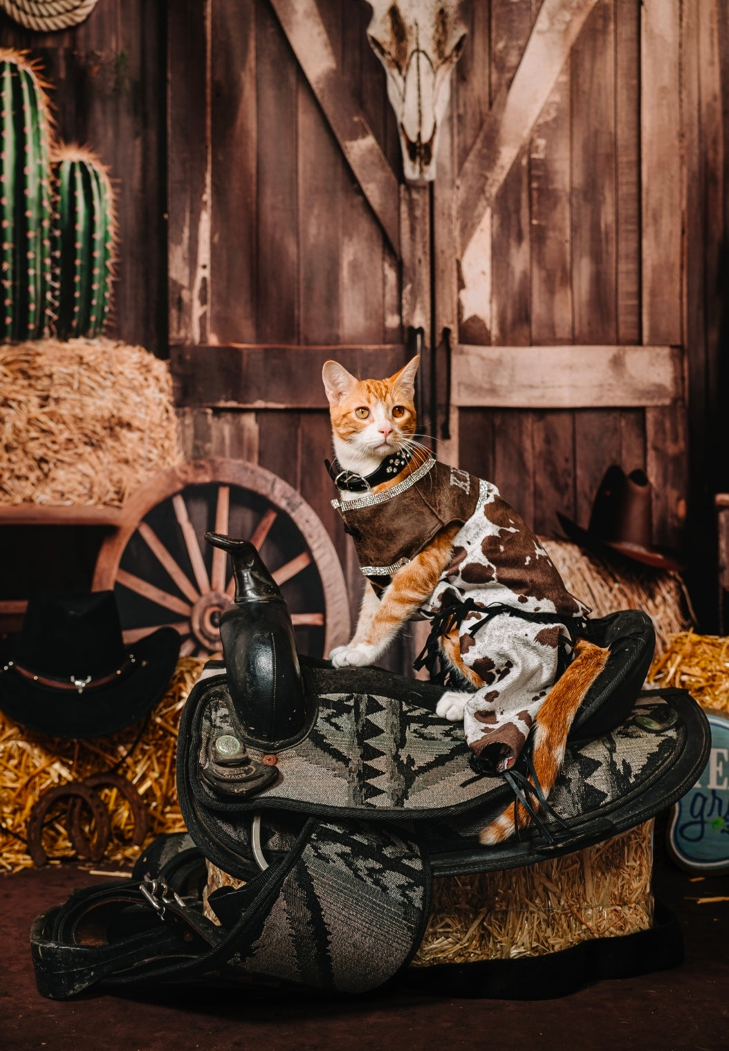 Western pet costume, chaps for pets, vest and chaps pet costume