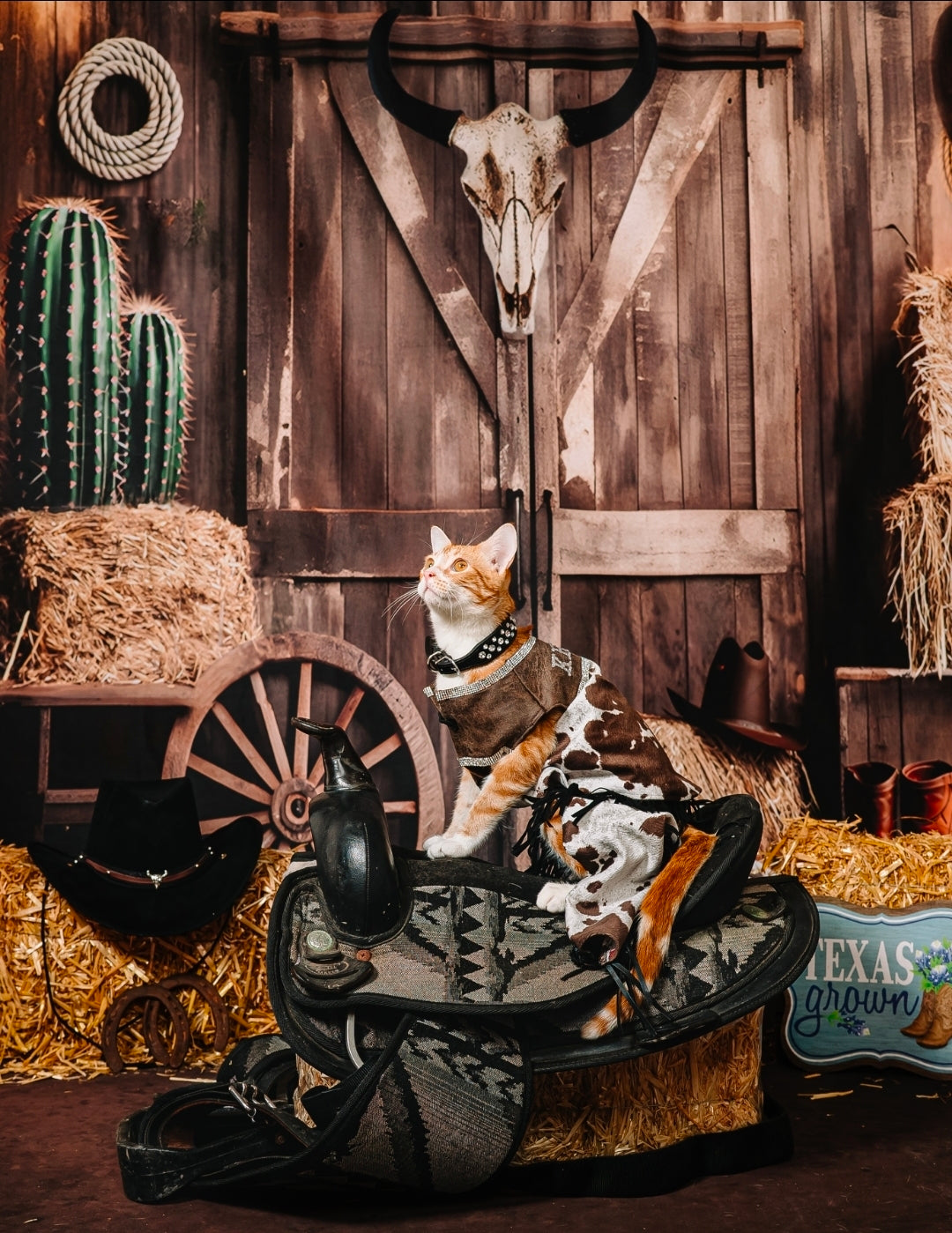 Western pet costume, chaps for pets, vest and chaps pet costume