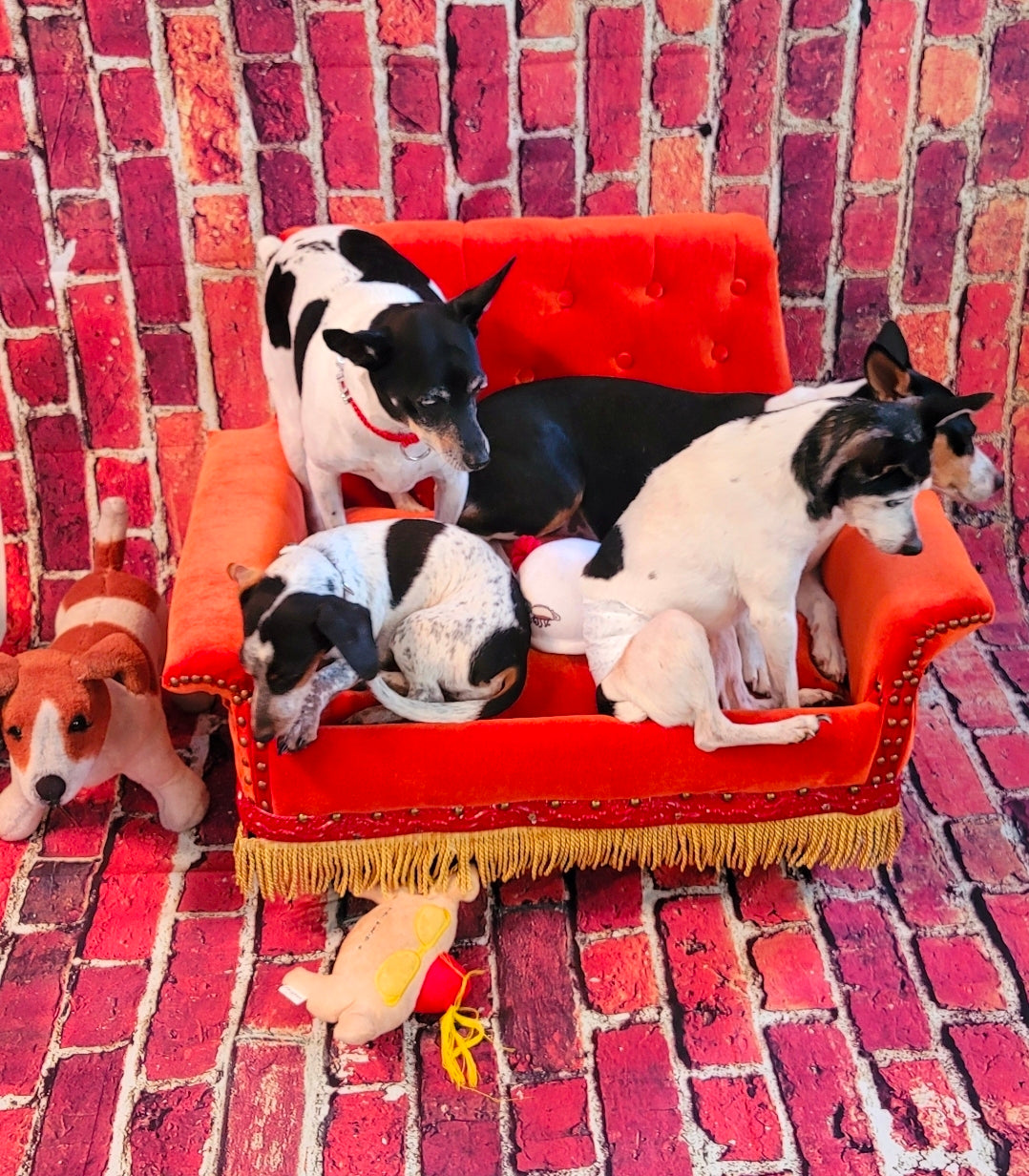 Friends Orange Pet Sofa, Central Perk Pet Sofa, Friends dog couch