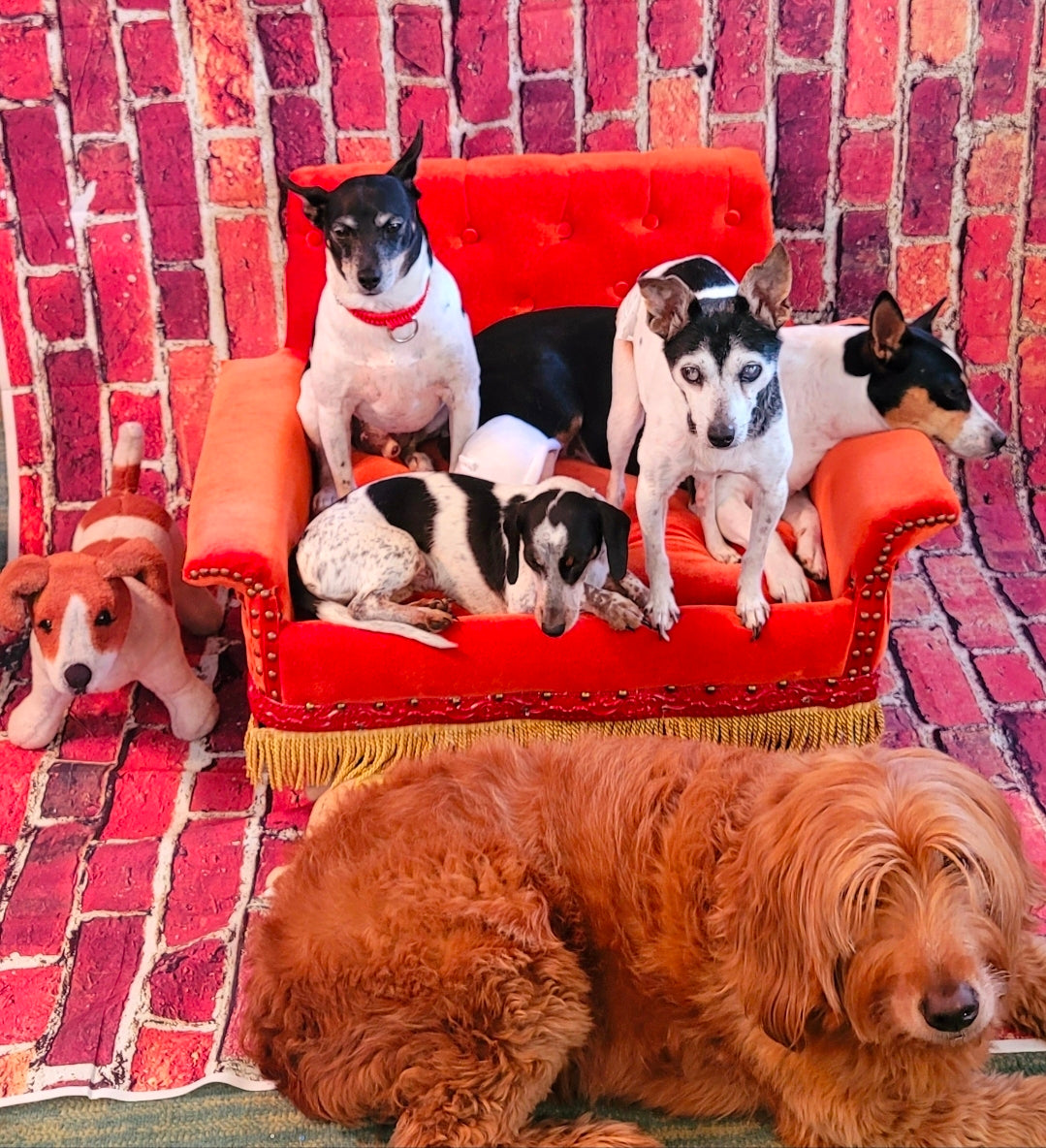 Friends Orange Pet Sofa, Central Perk Pet Sofa, Friends dog couch