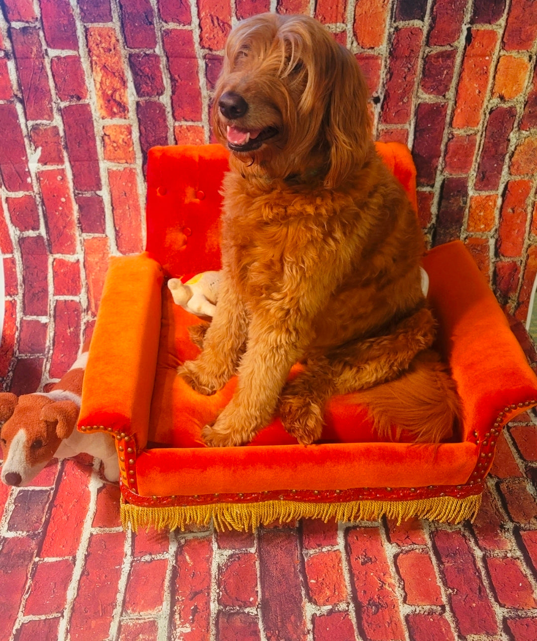 Friends Orange Pet Sofa, Central Perk Pet Sofa, Friends dog couch