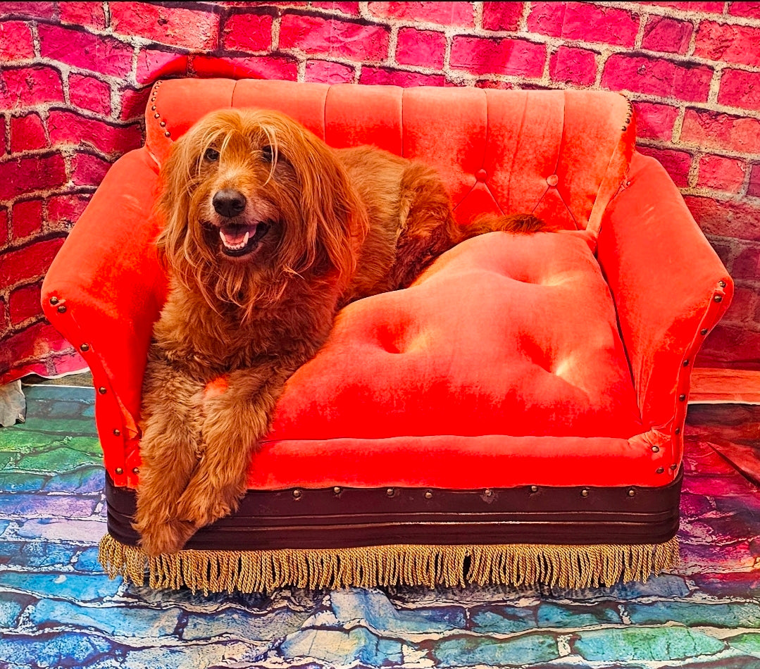 Friends Orange Pet Sofa, Central Perk Pet Sofa, Friends dog couch