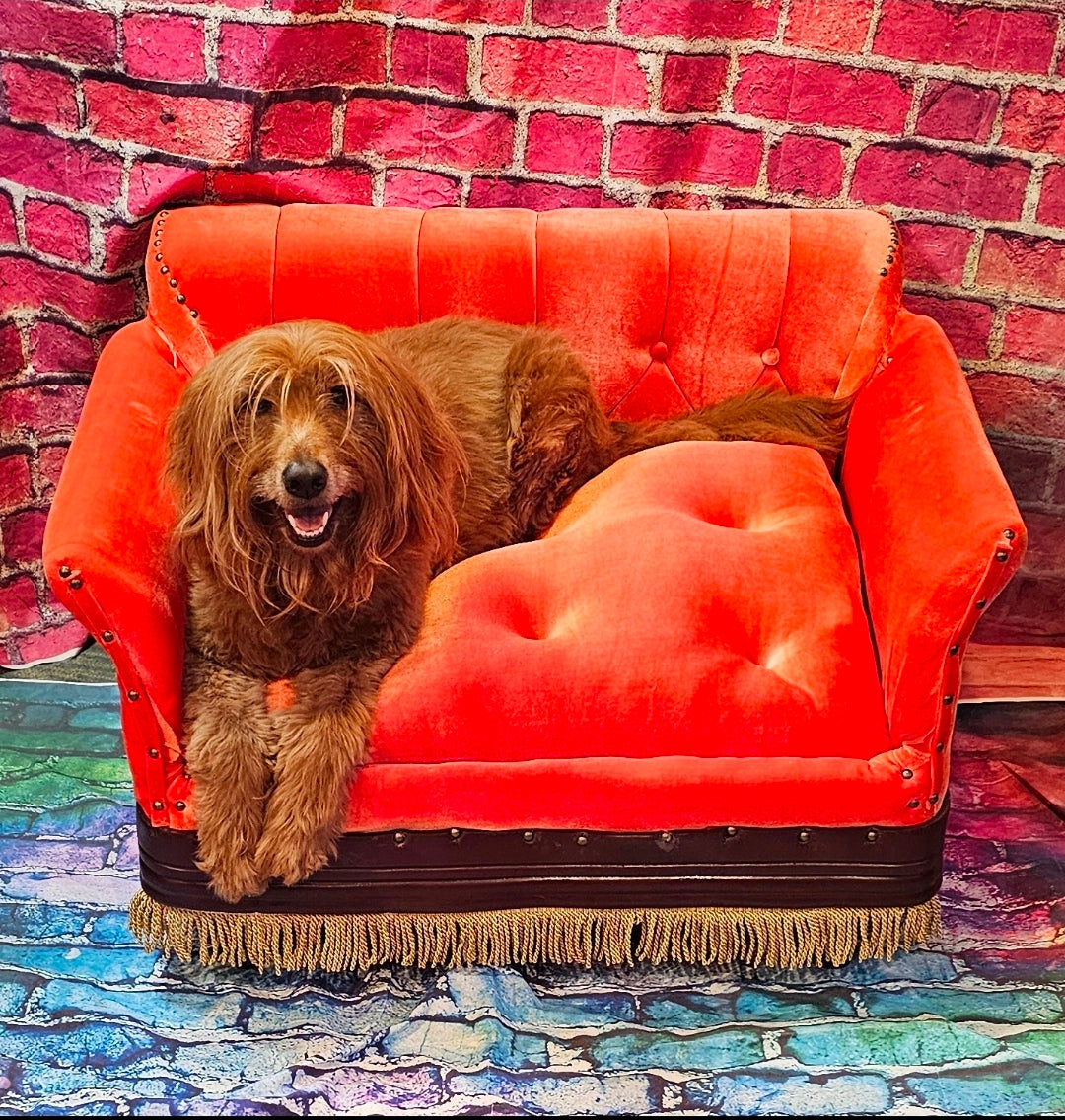 Friends Orange Pet Sofa, Central Perk Pet Sofa, Friends dog couch