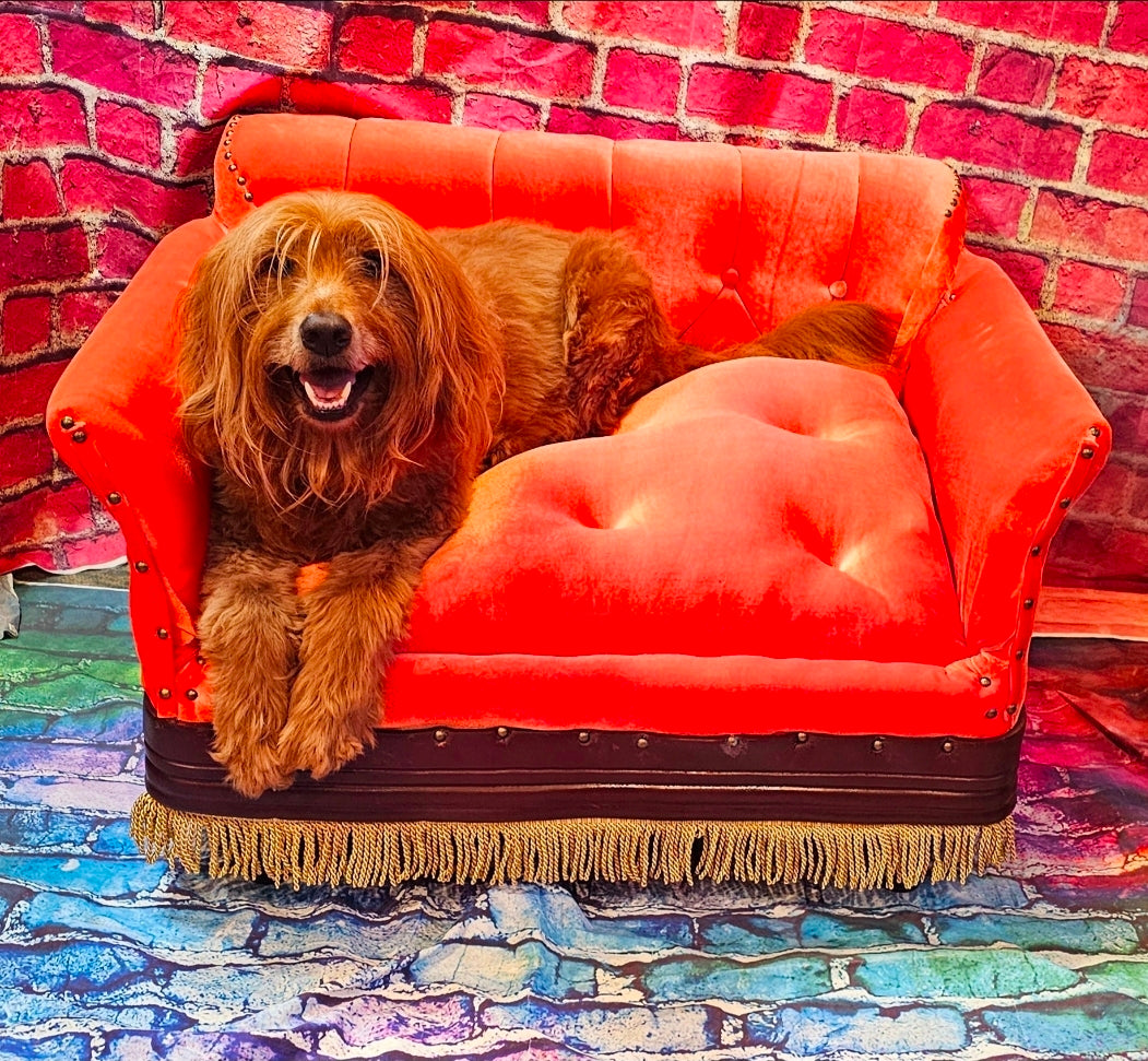 Friends Orange Pet Sofa, Central Perk Pet Sofa, Friends dog couch