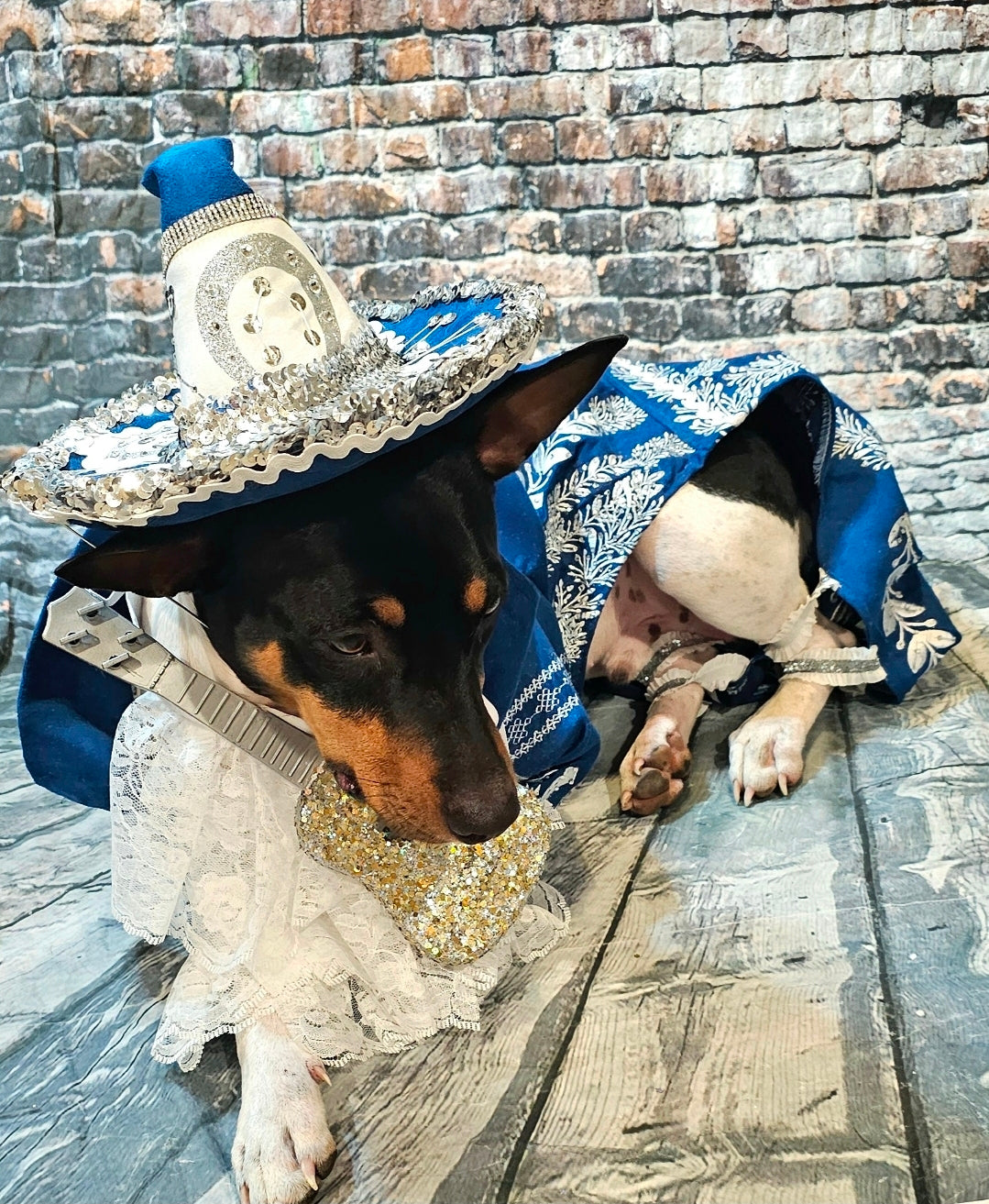 Mariachi Pet costume, Mariachi dog costume, Charro pet costume, Cinco De Mayo Pet Costume