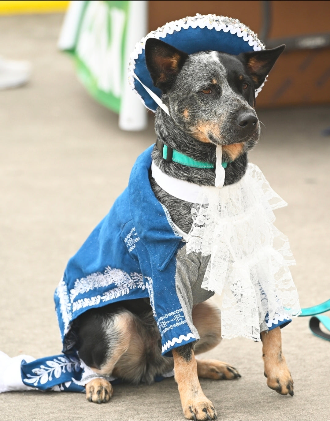 Mariachi Pet costume, Mariachi dog costume, Charro pet costume, Cinco De Mayo Pet Costume