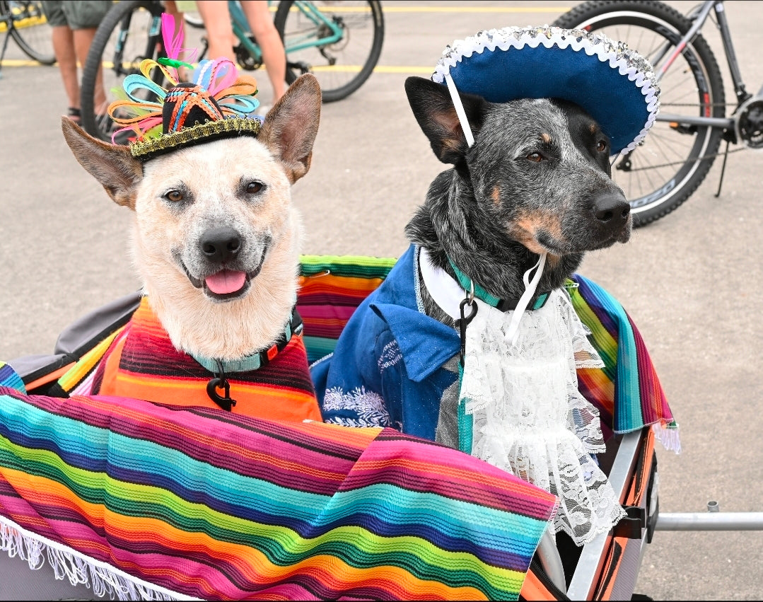 Mariachi Pet costume, Mariachi dog costume, Charro pet costume, Cinco De Mayo Pet Costume