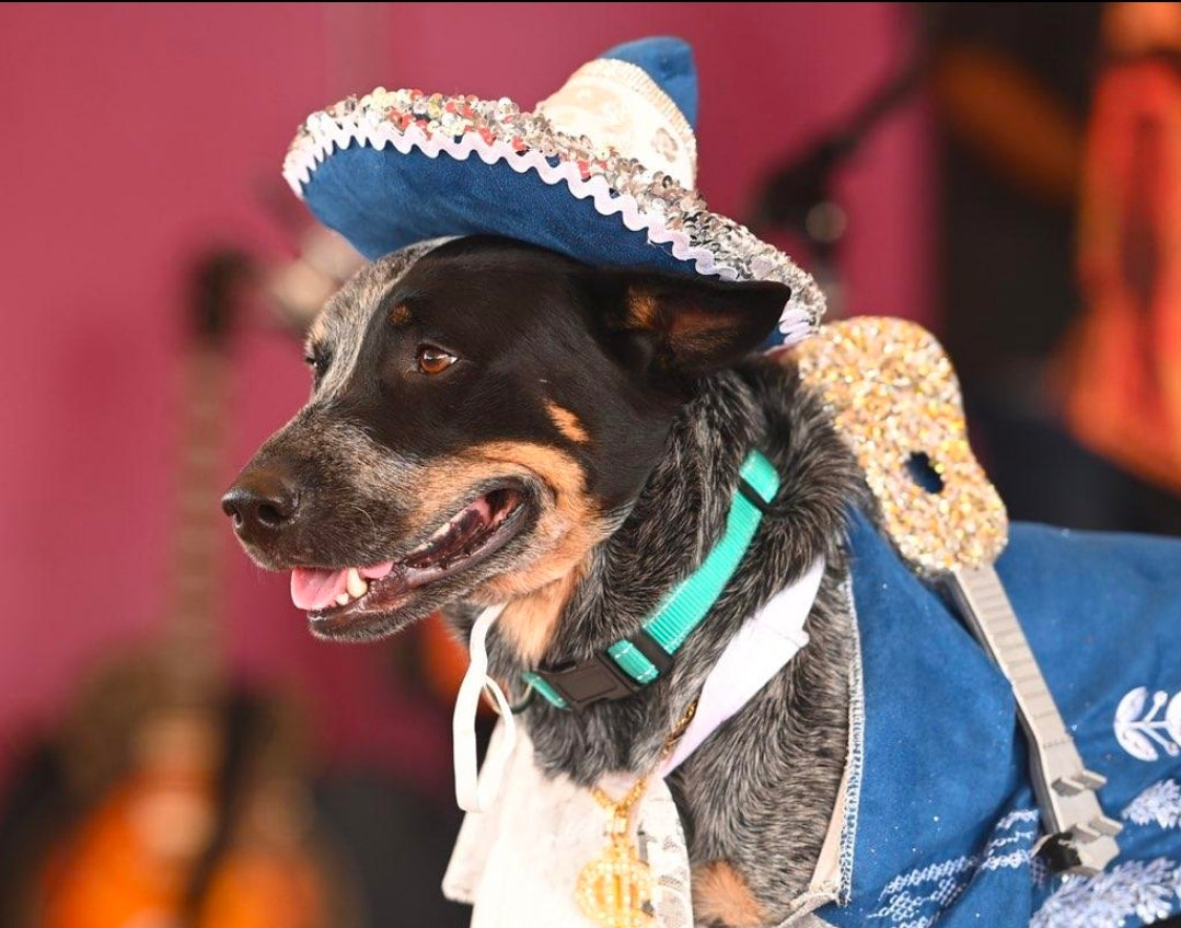 Mariachi Pet costume, Mariachi dog costume, Charro pet costume, Cinco De Mayo Pet Costume