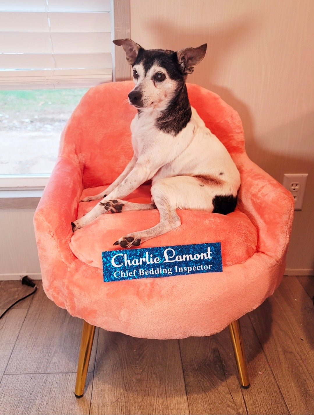 Luxury Pet Chair, Office dog chair, office cat chair, luxury pet bed