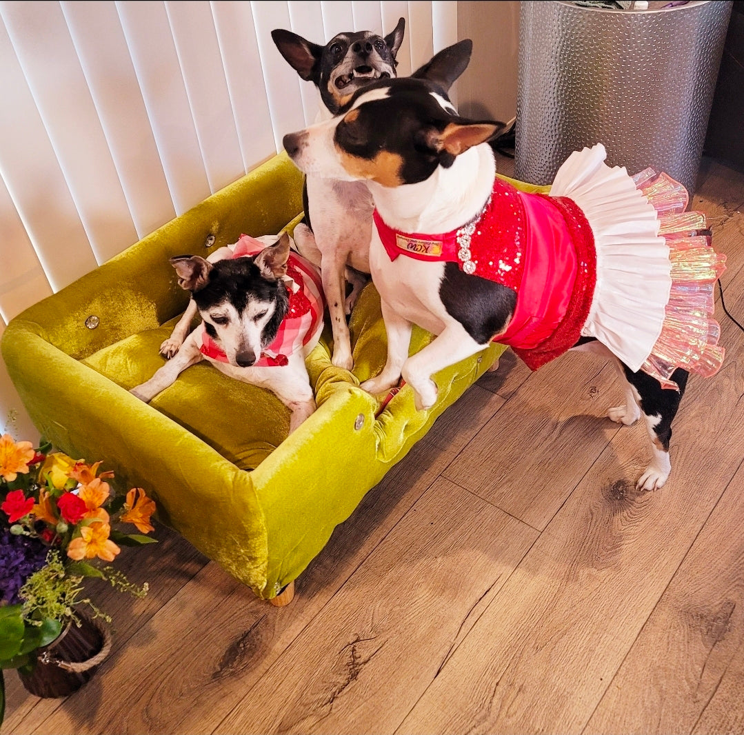 Velvet Contemporary Pet Bed, luxury pet bed with legs, upholstered pet bed