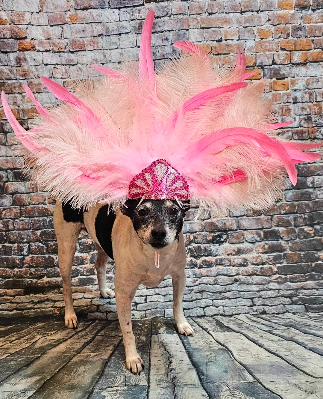 Pink Feather pet head piece, feather pet headdress, showgirl pet head dress